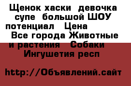 Щенок хаски, девочка супе, большой ШОУ потенциал › Цена ­ 50 000 - Все города Животные и растения » Собаки   . Ингушетия респ.